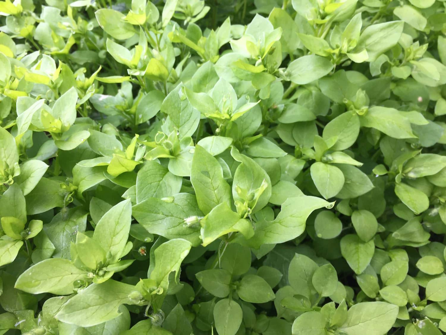 How to Identify Chickweed — Foraging for Common Edible Weeds