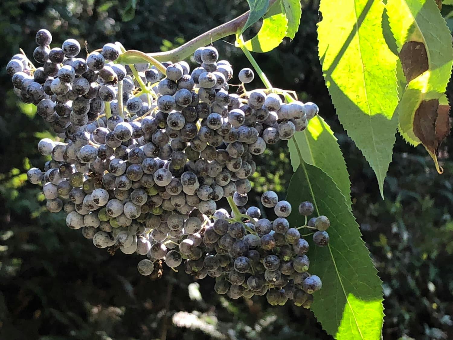 How to Identify Elderberries — Foraging for Edible Wild Berries