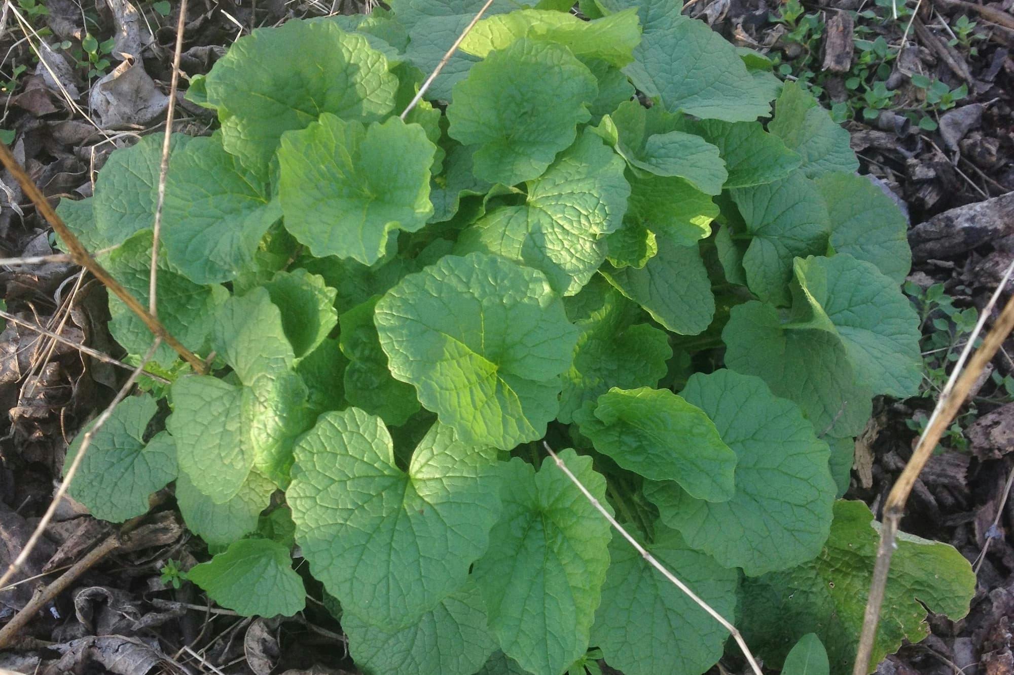 How to Identify Garlic Mustard — Foraging for Edible Wild Greens