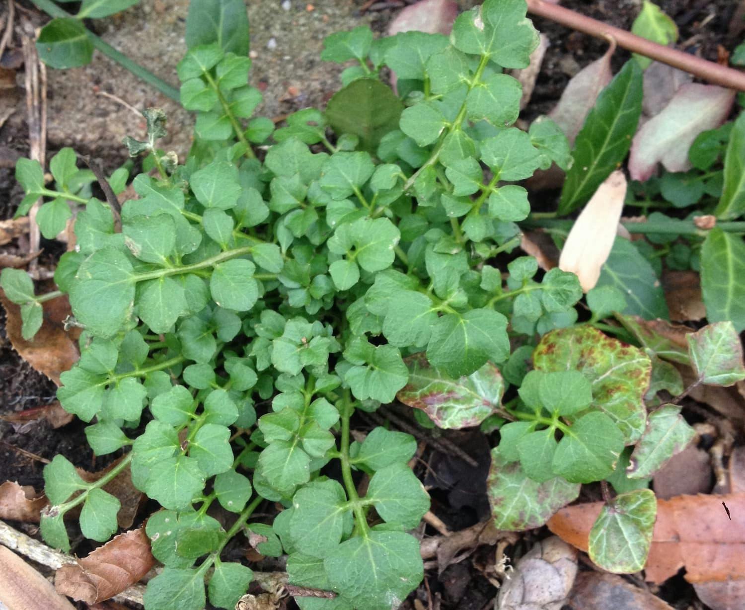 How to Identify Hairy Bittercress — Foraging for Common Edible Weeds