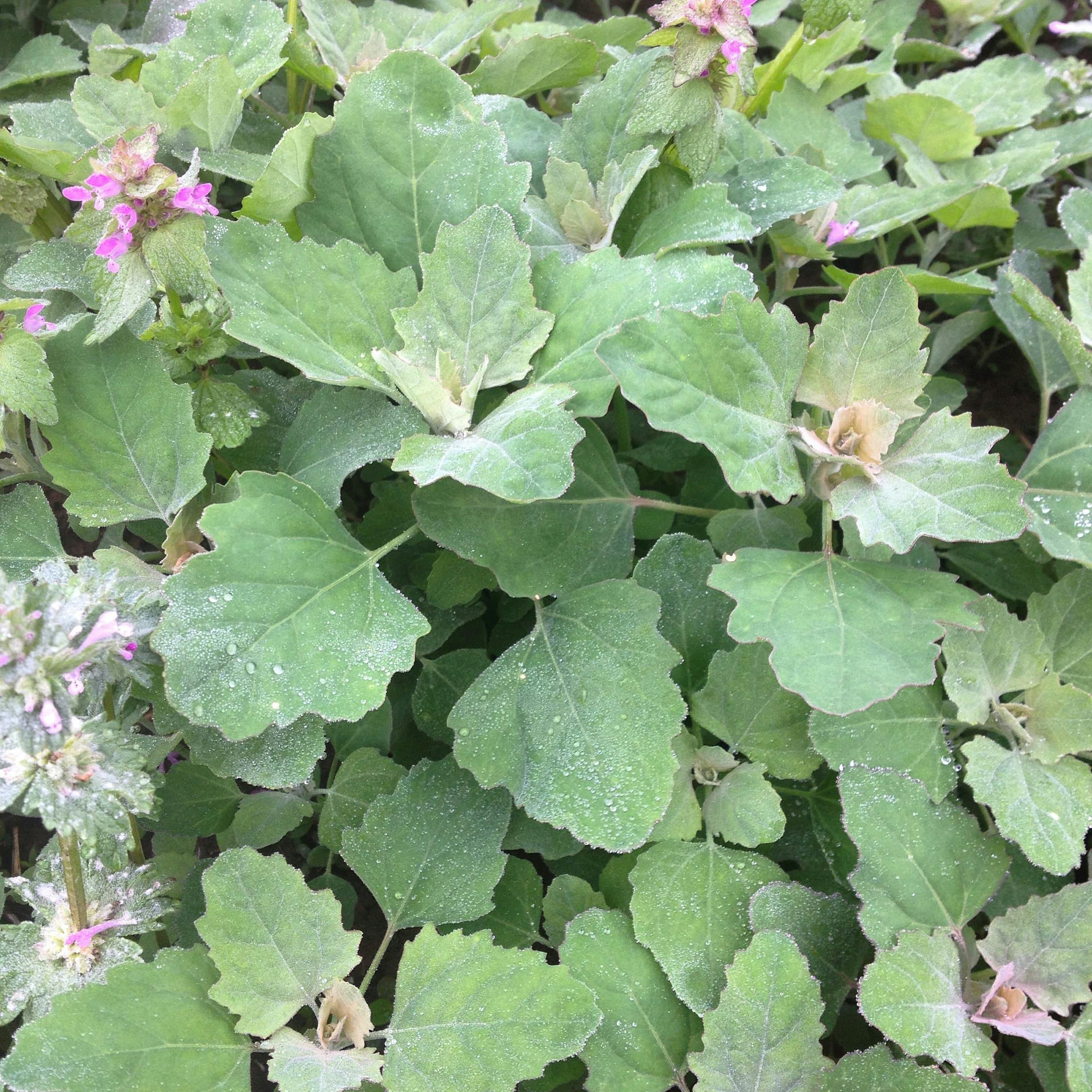 How to Identify Lambsquarters — Foraging for Edible Wild Spinach Greens