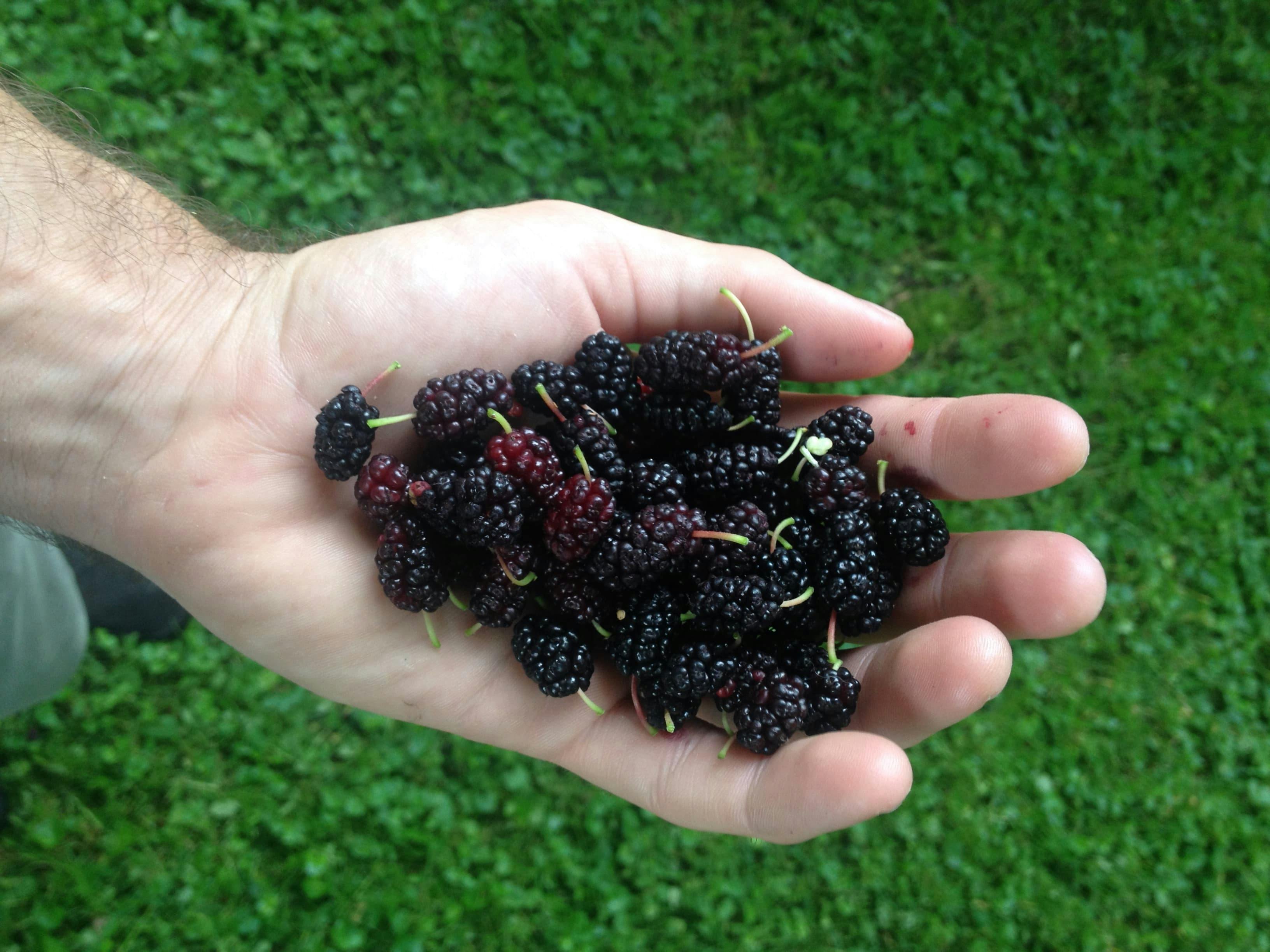 How to Identify Mulberries — Foraging for Edible Wild Berries