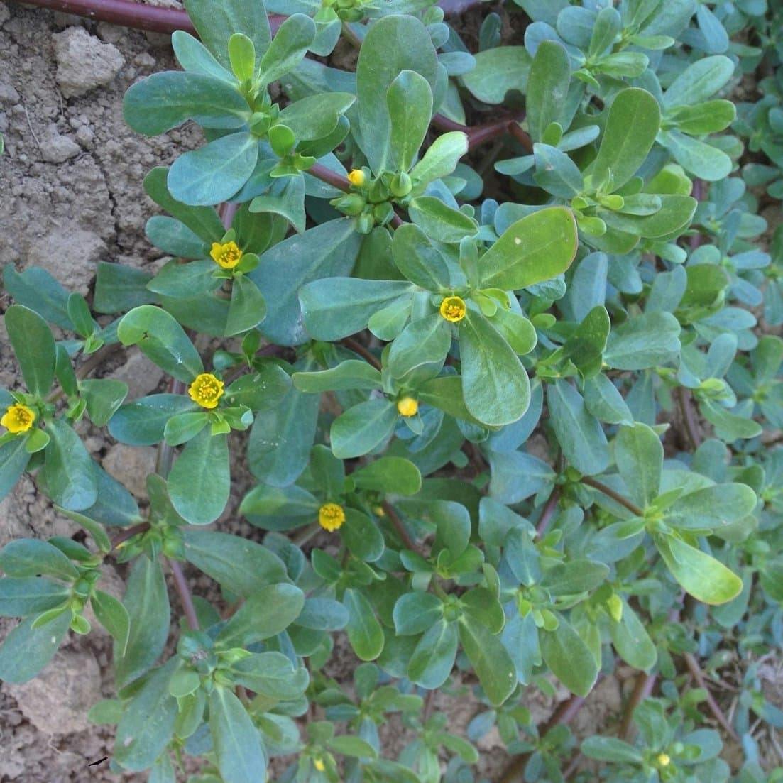 How to Identify Purslane — Foraging for Edible Wild Garden Weeds