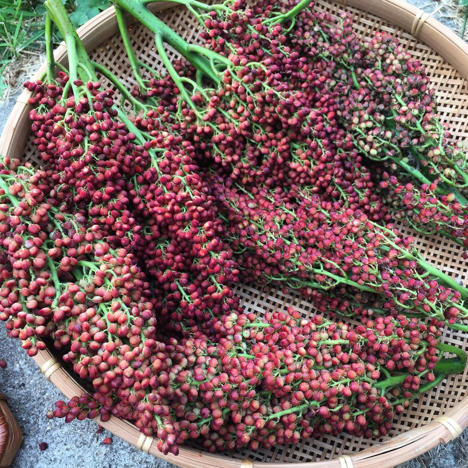 How to Identify Sumac — Foraging for Edible Wild Spices