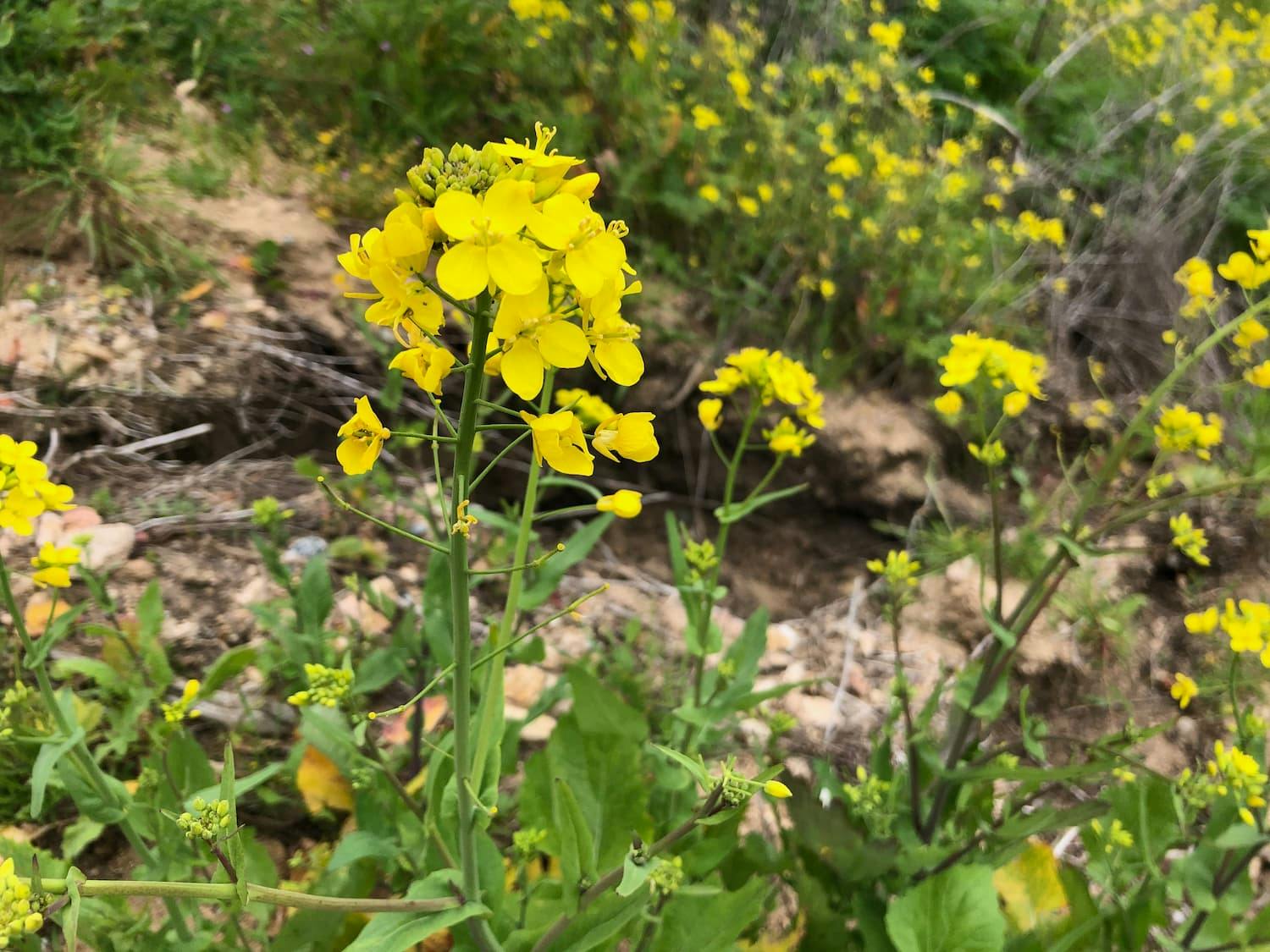 How to Identify Wild Mustard — Foraging for Common Edible Weeds