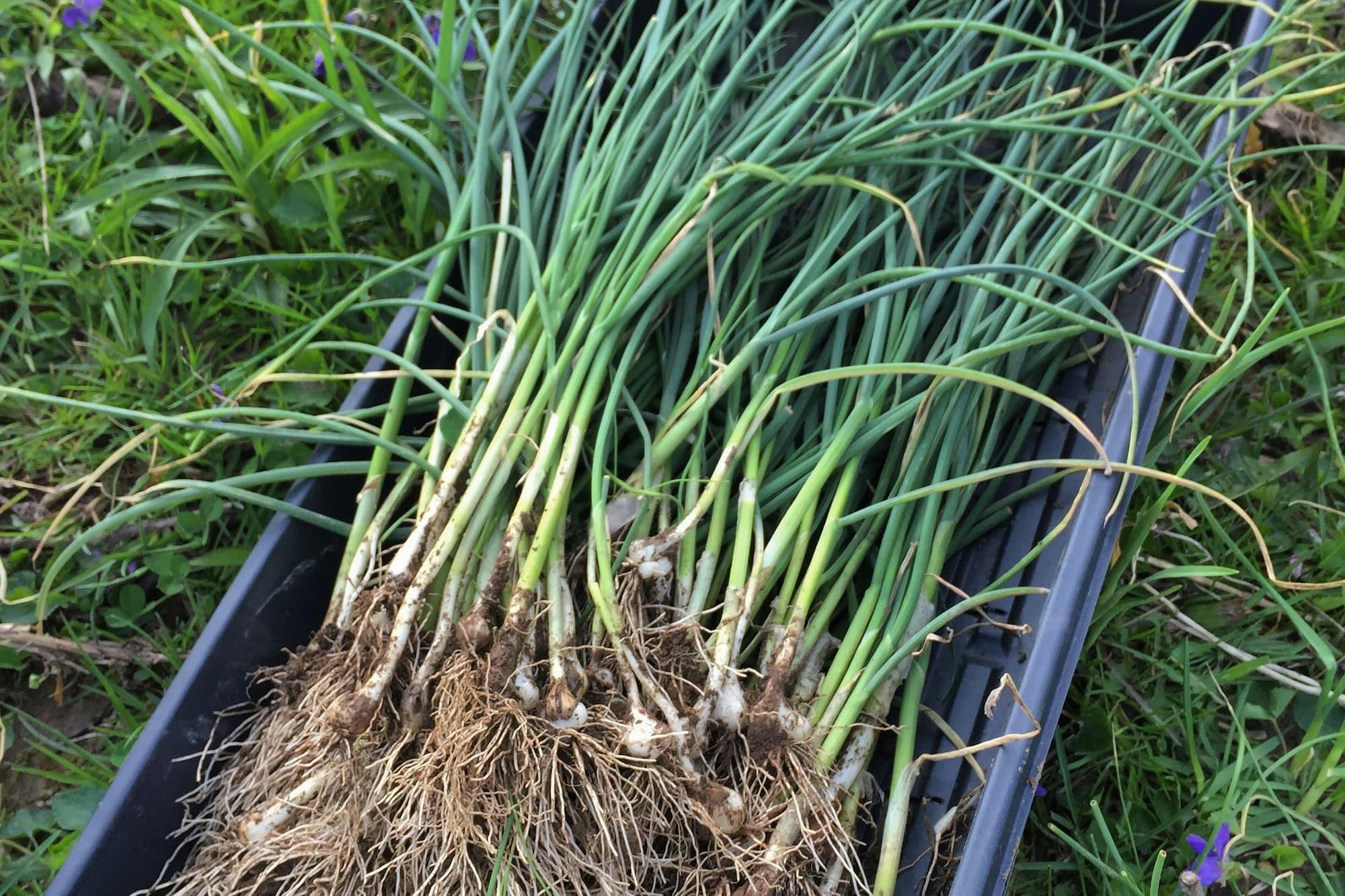 How to Identify Edible Wild Onions — Field Garlic, Ramps, Wild Leeks and More