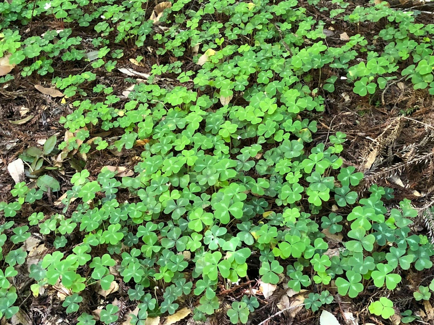 How to Identify Wood Sorrel — Foraging for Edible Wild Garden Weeds