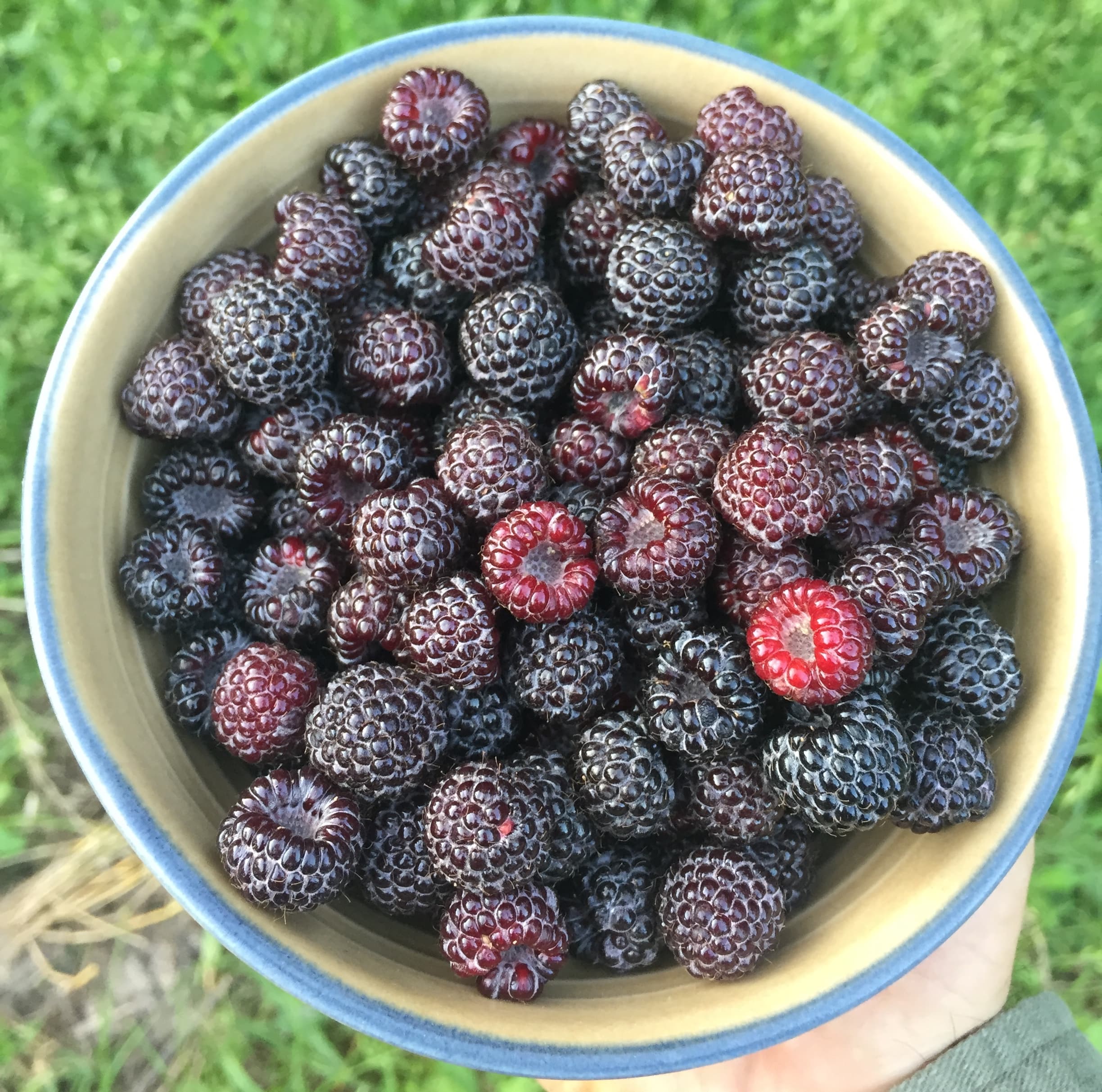 Freshly harvested black raspberries in early summer.