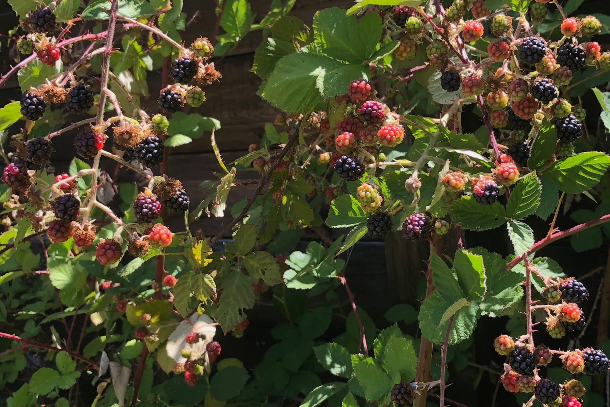How To Identify Mulberries — Foraging For Edible Wild Berries