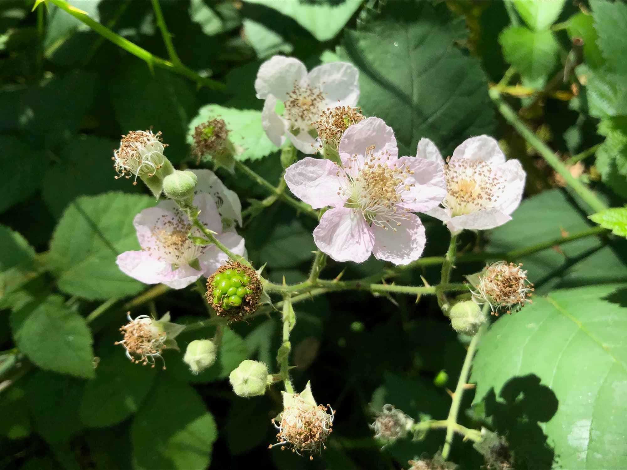 Despite their differences, nearly all Rubus species have very similar flowers that give them away as members of the Rosaceae family.