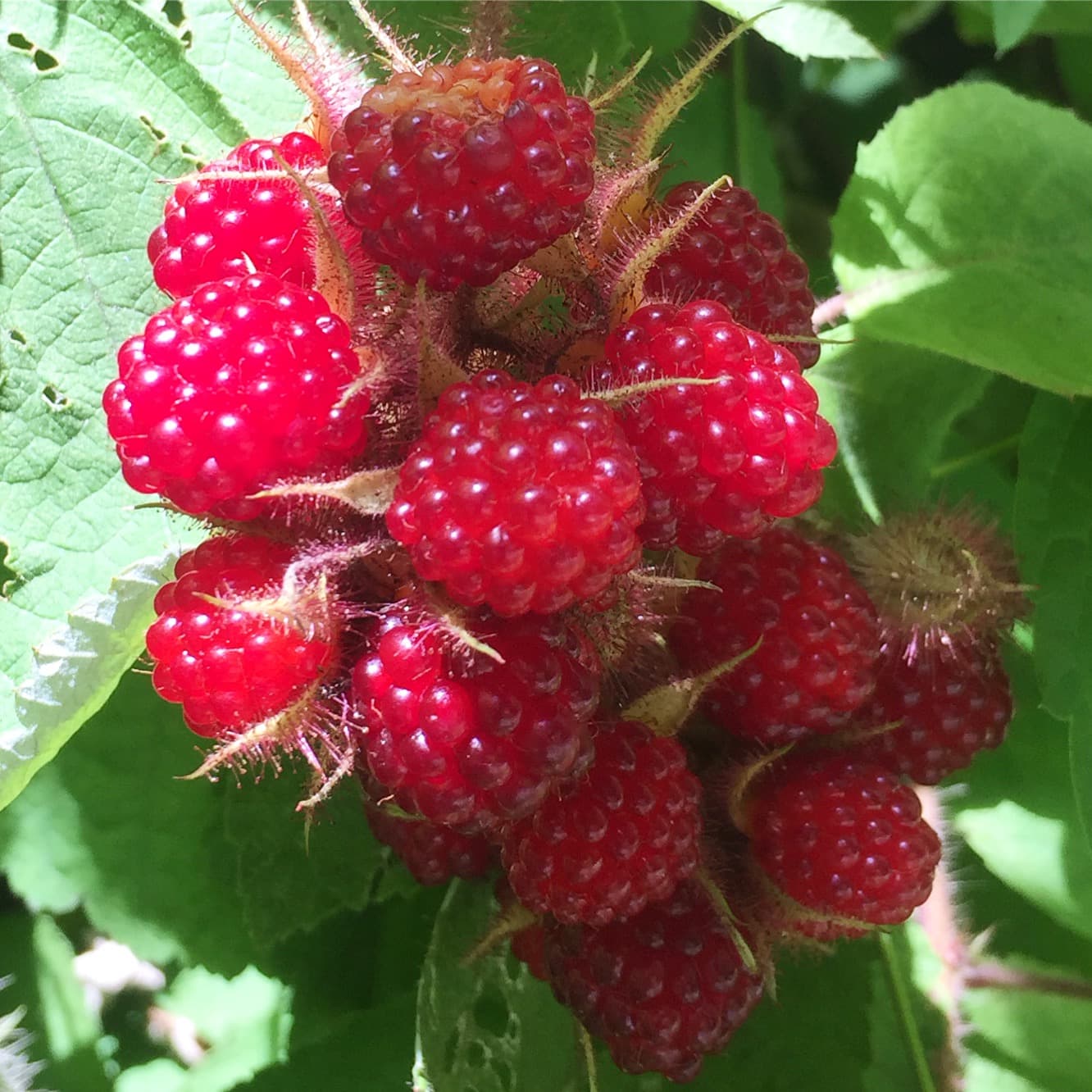Wineberries are some of the most beautiful and delicious berries I've ever encountered.