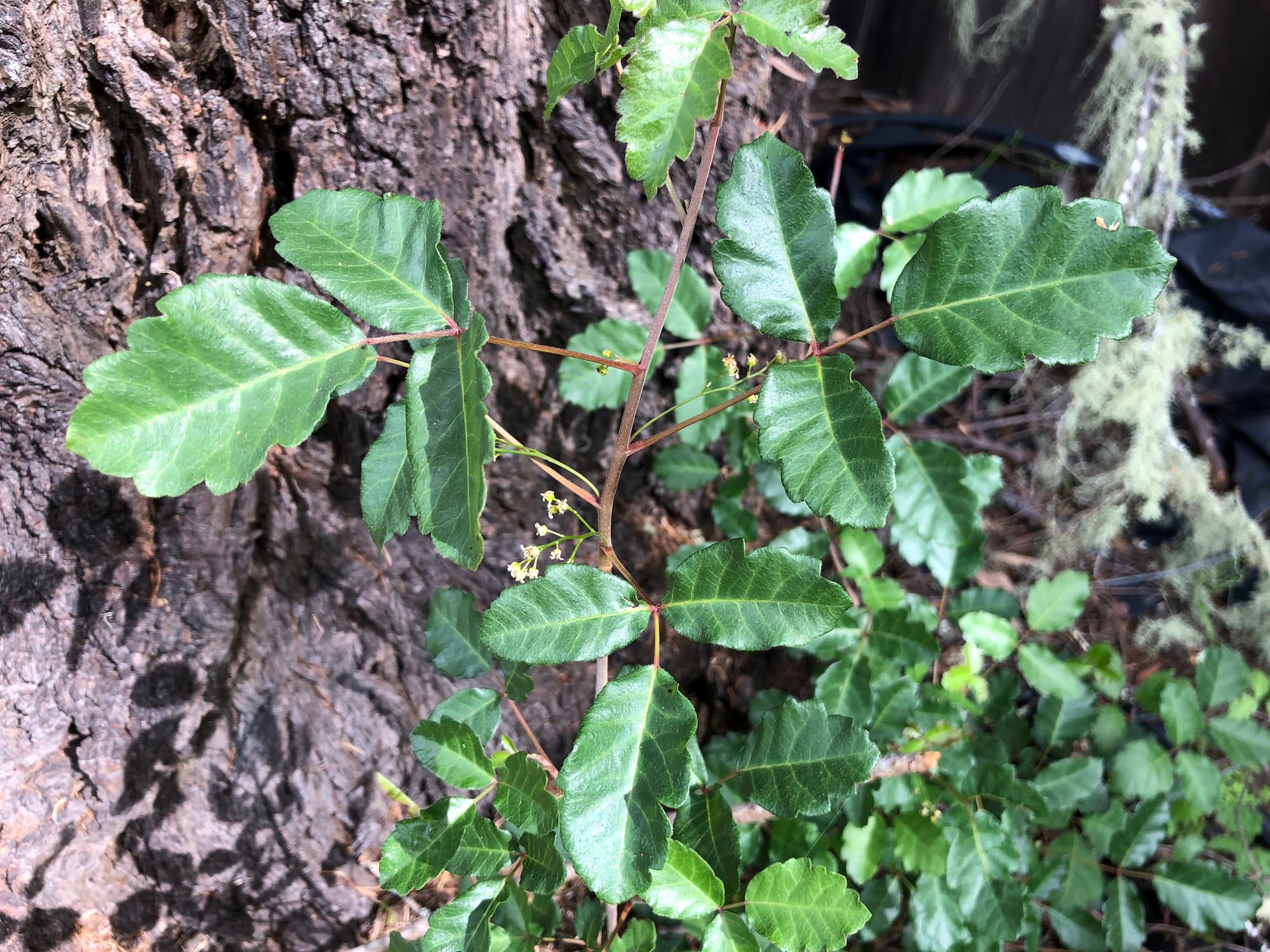 Poison oak leaves may appear superficially similar to those of the Rubus genus, but a closer look at the rest of the plant makes it obvious that it should be avoided.