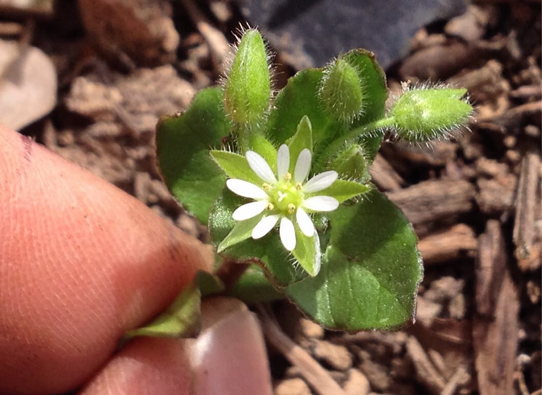 Five deeply-cleft white petals that almost look like ten—that's chickweed, alright!