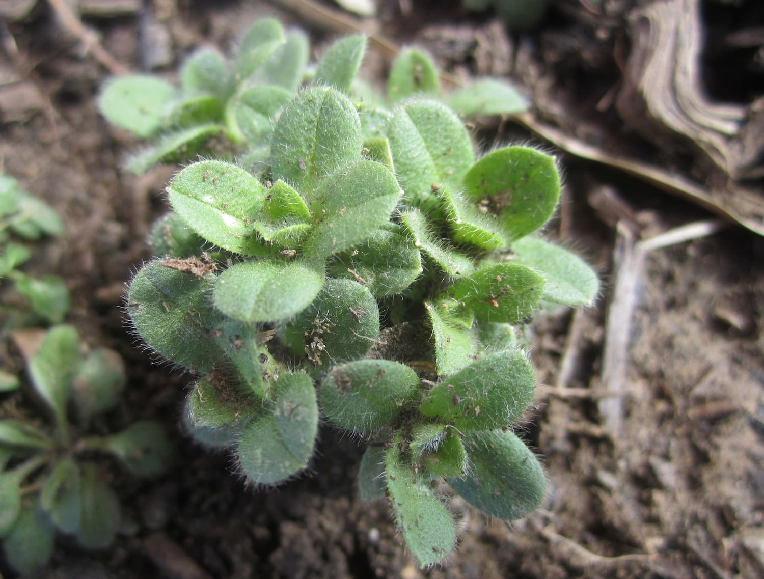 Mouse-ear chickweed is also edible but too hairy to be palatable.