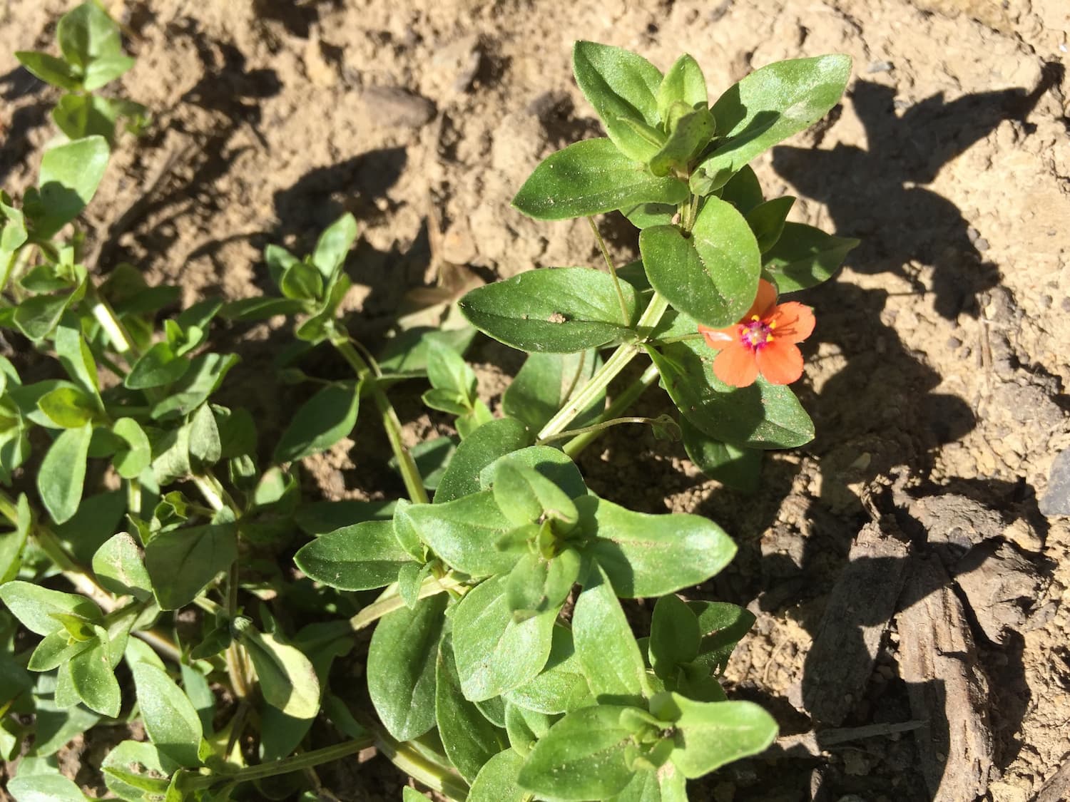 Scarlet pimpernel is toxic but easily distinguished from common chickweed thanks to its pink-orange flowers and lack of hairs.