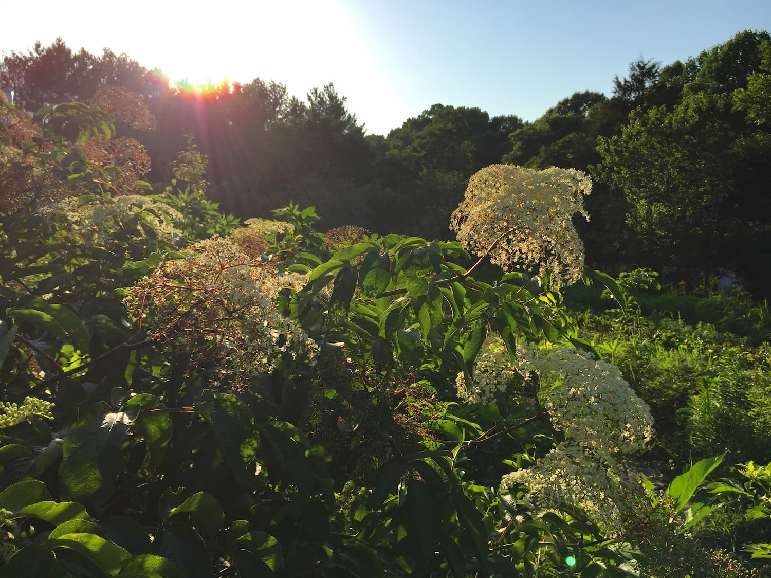 A patch of elderberry bushes in bloom can be a spectacular sight in early summer.
