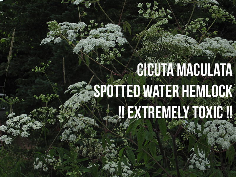 Spotted water hemlock is very toxic. Be mindful of the differences when harvesting elderflowers.