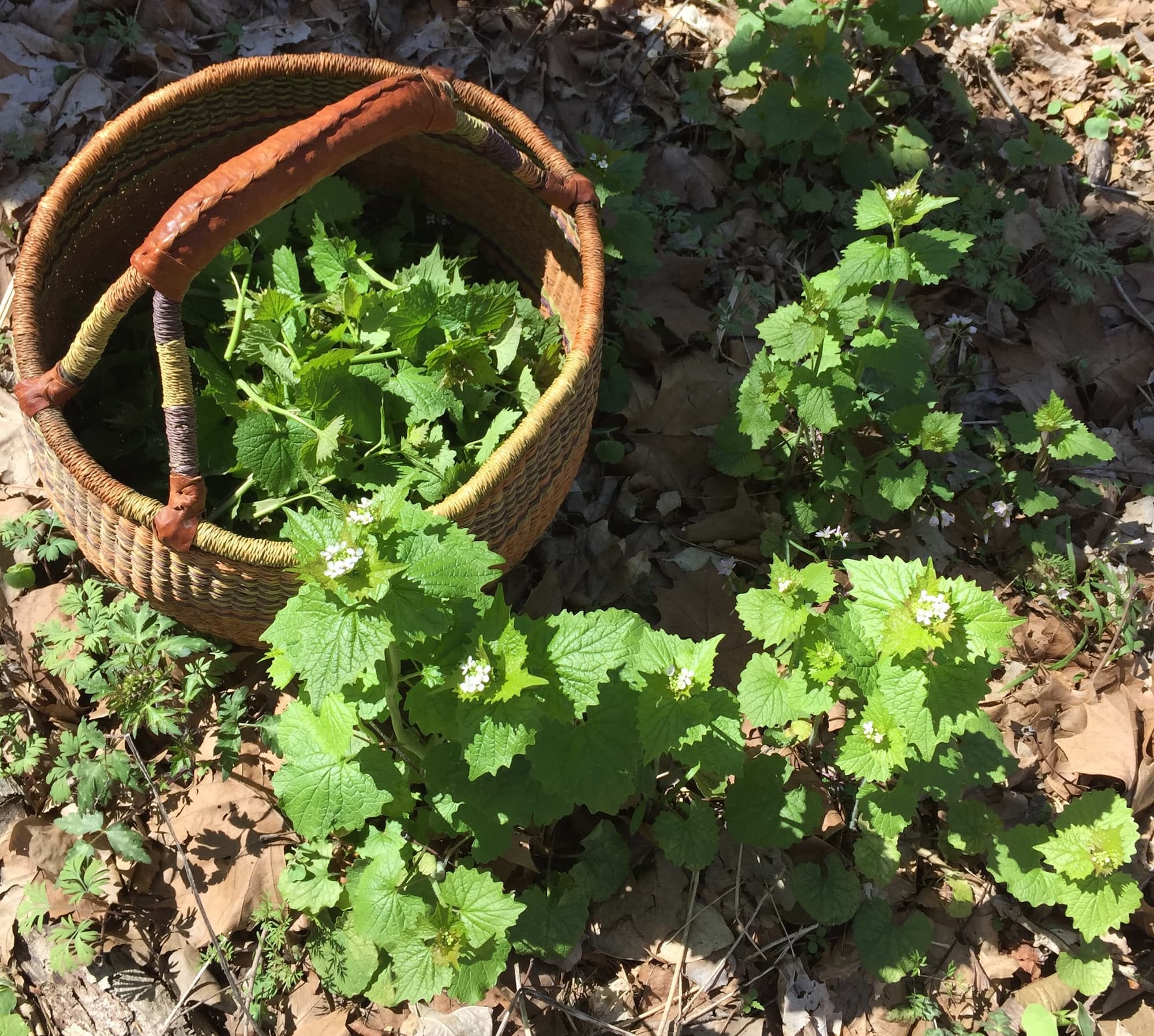 Garlic mustard shoots are simple to gather and not yet too bitter when they just begin to bloom.