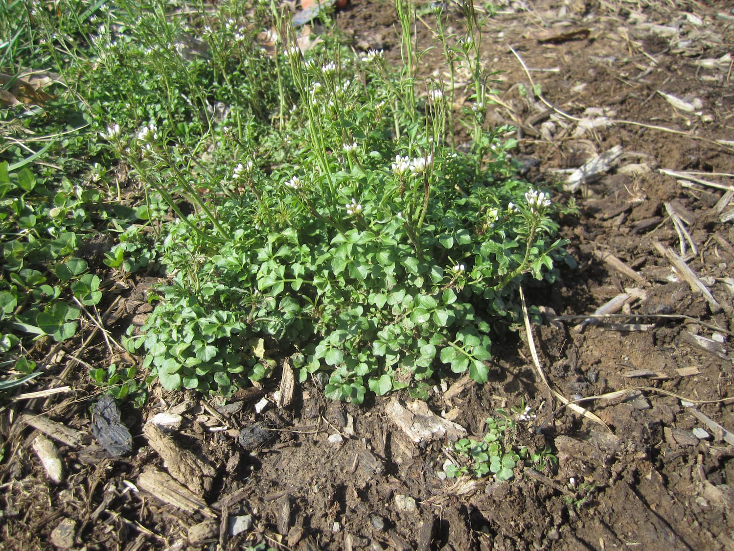Bittercress can quickly take over bare soil if left unchecked.