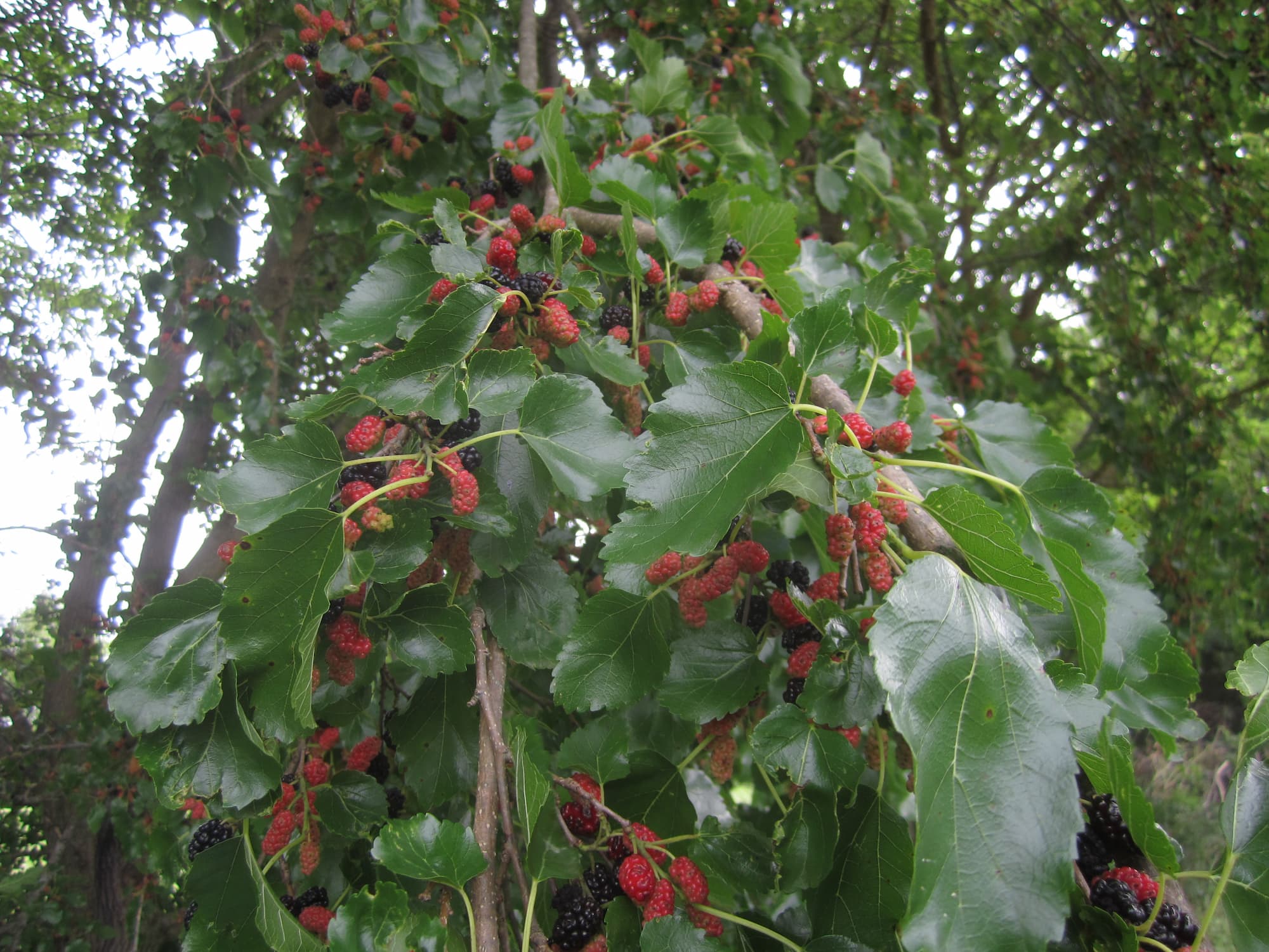Early in the season, a mulberry tree will be packed full of multicolored berries.