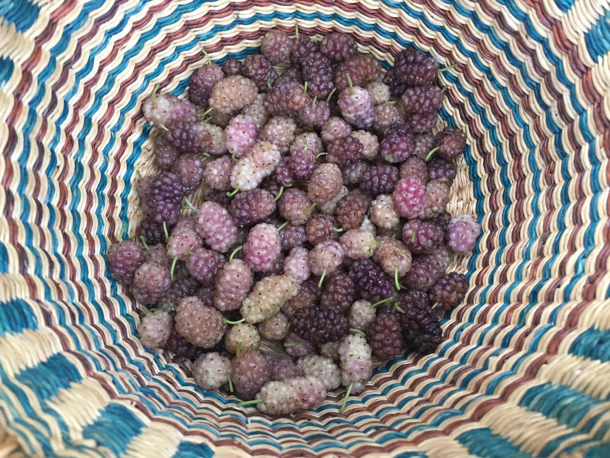So-called 'white' mulberries often ripen to shades of pink-purple. These berries all came from the same tree.