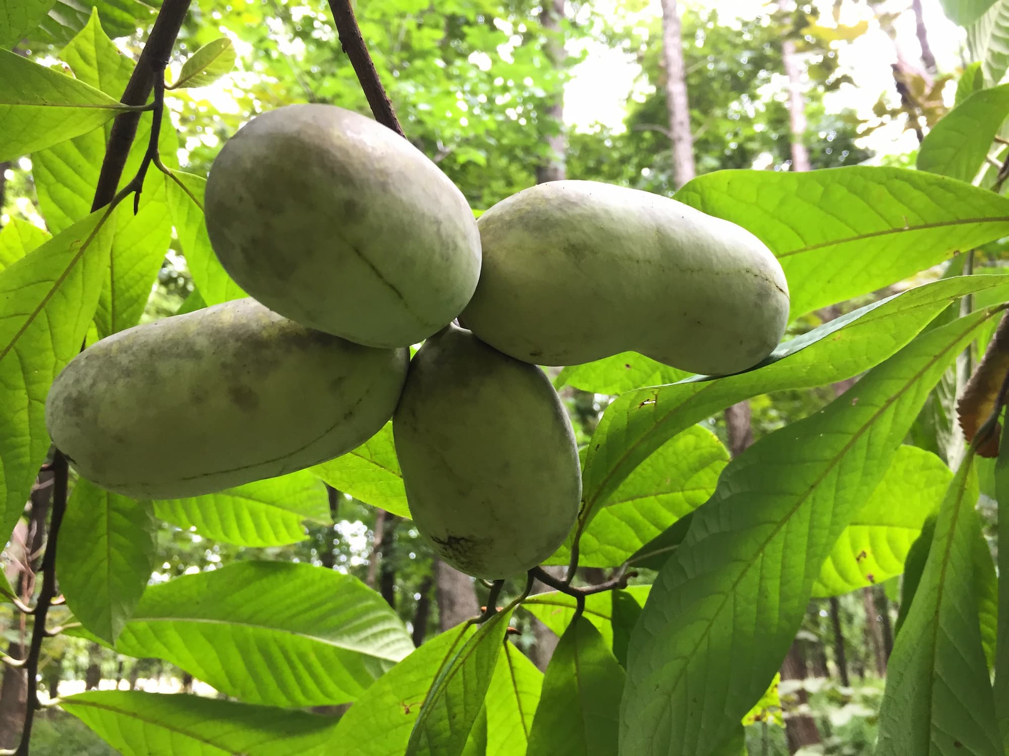 Foraging for wild fruits like pawpaws helps us to become a part of nature, rather than apart from it.