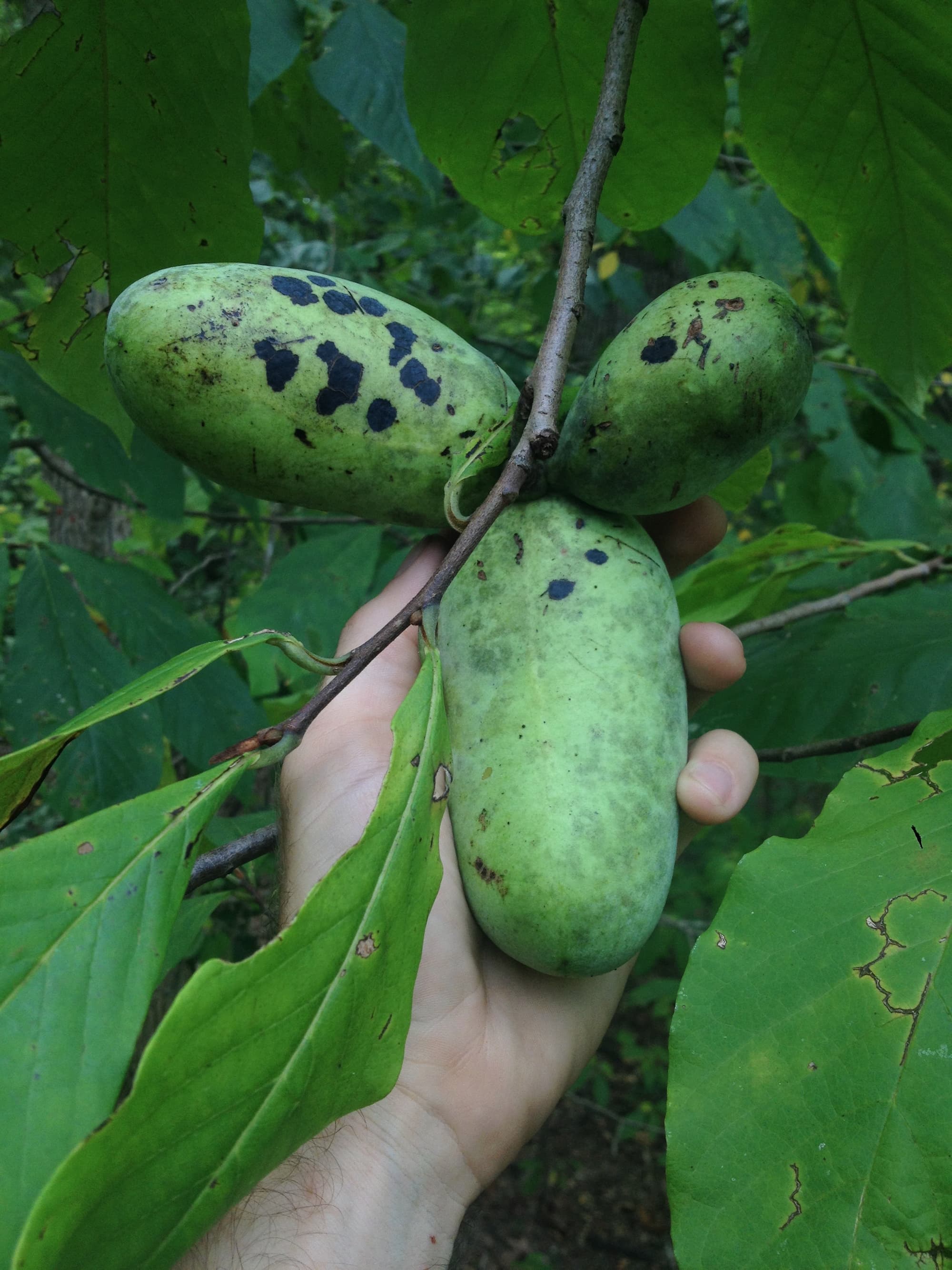 Pawpaw fruits can be difficult to spot while still in the tree—unless they happen to be hanging at eye level!
