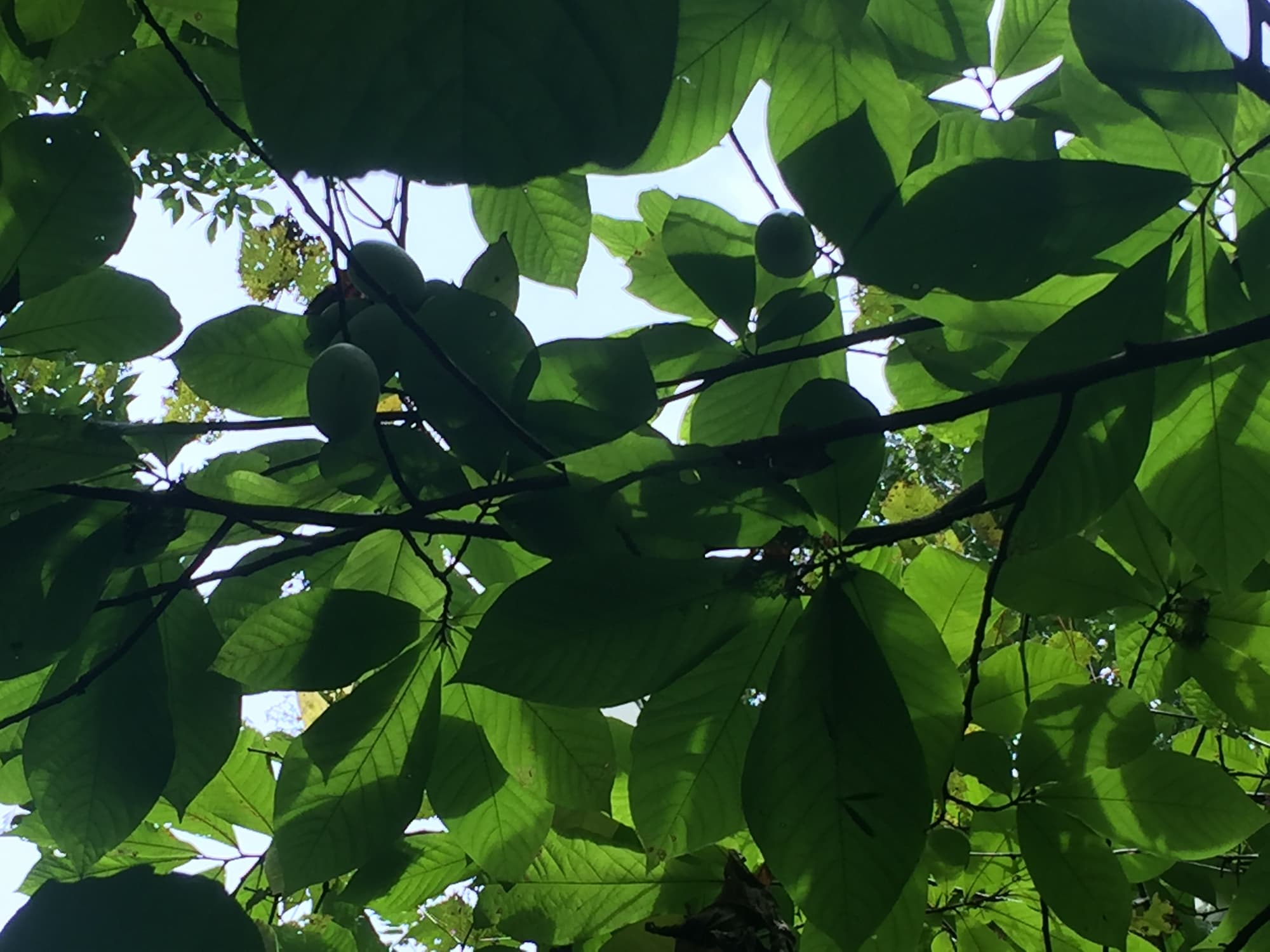 You can easily overlook a productive pawpaw tree because the fruits do not stand out among the leaves. Can you spot the fruits in this photo?