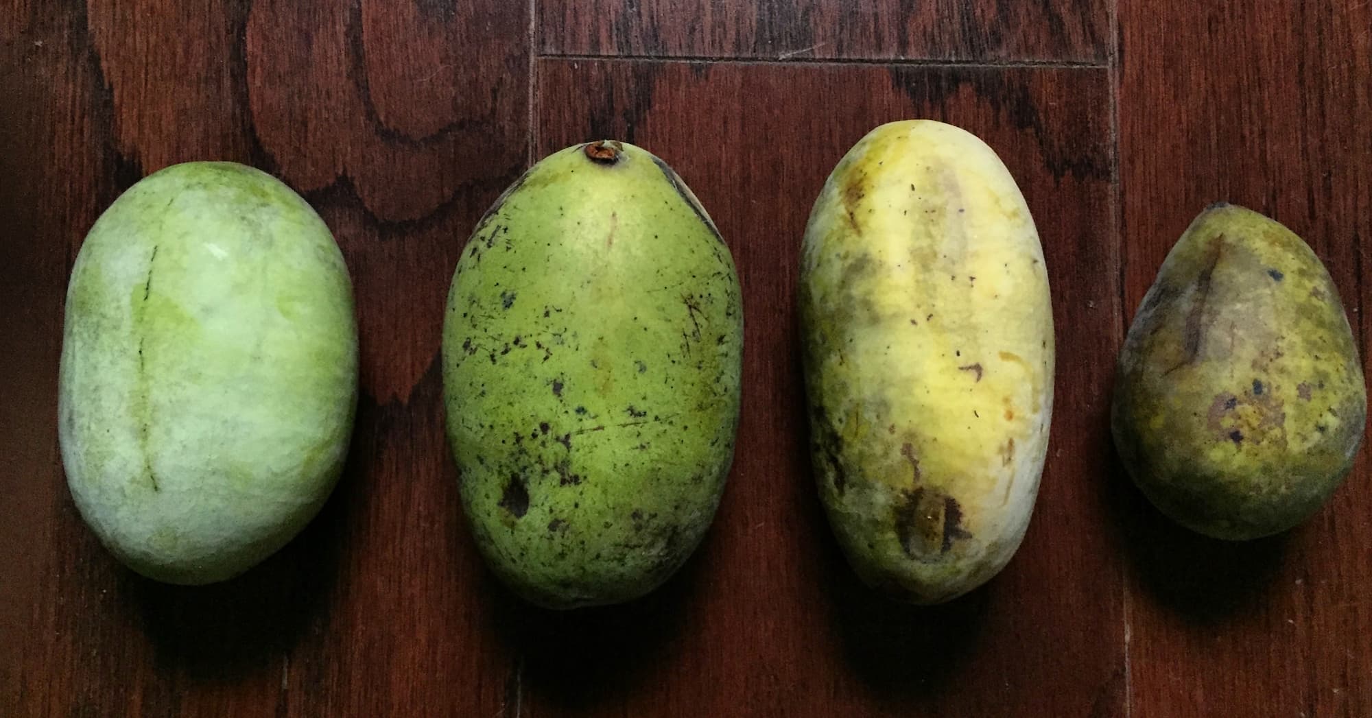 A comparison of four pawpaws from least to most ripe, left to right. The two on the right side are ready to eat.