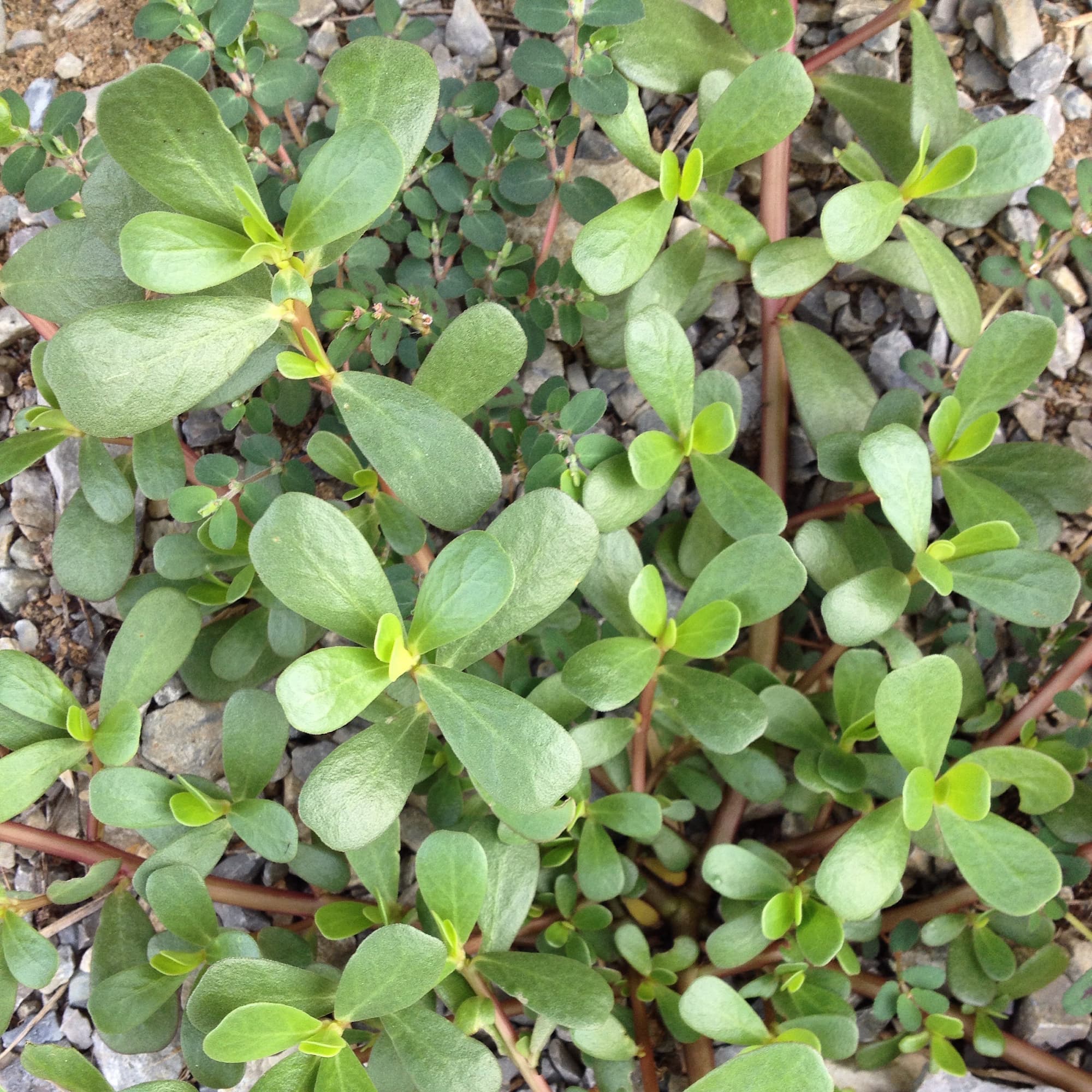 Notice the spurge growing underneath the purslane in this photo. Don't get them mixed up!