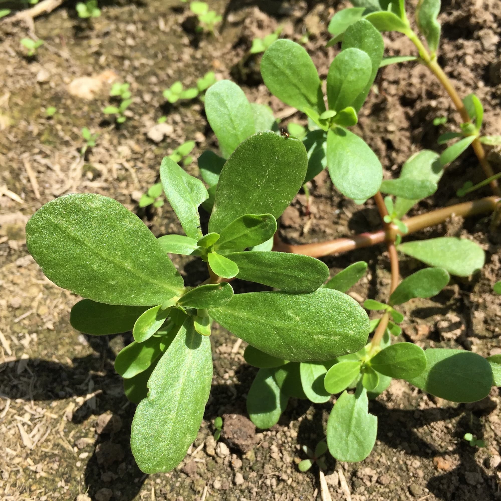 Purslane thrives in full sun and maximum summer heat, and loves to take over bare soil.