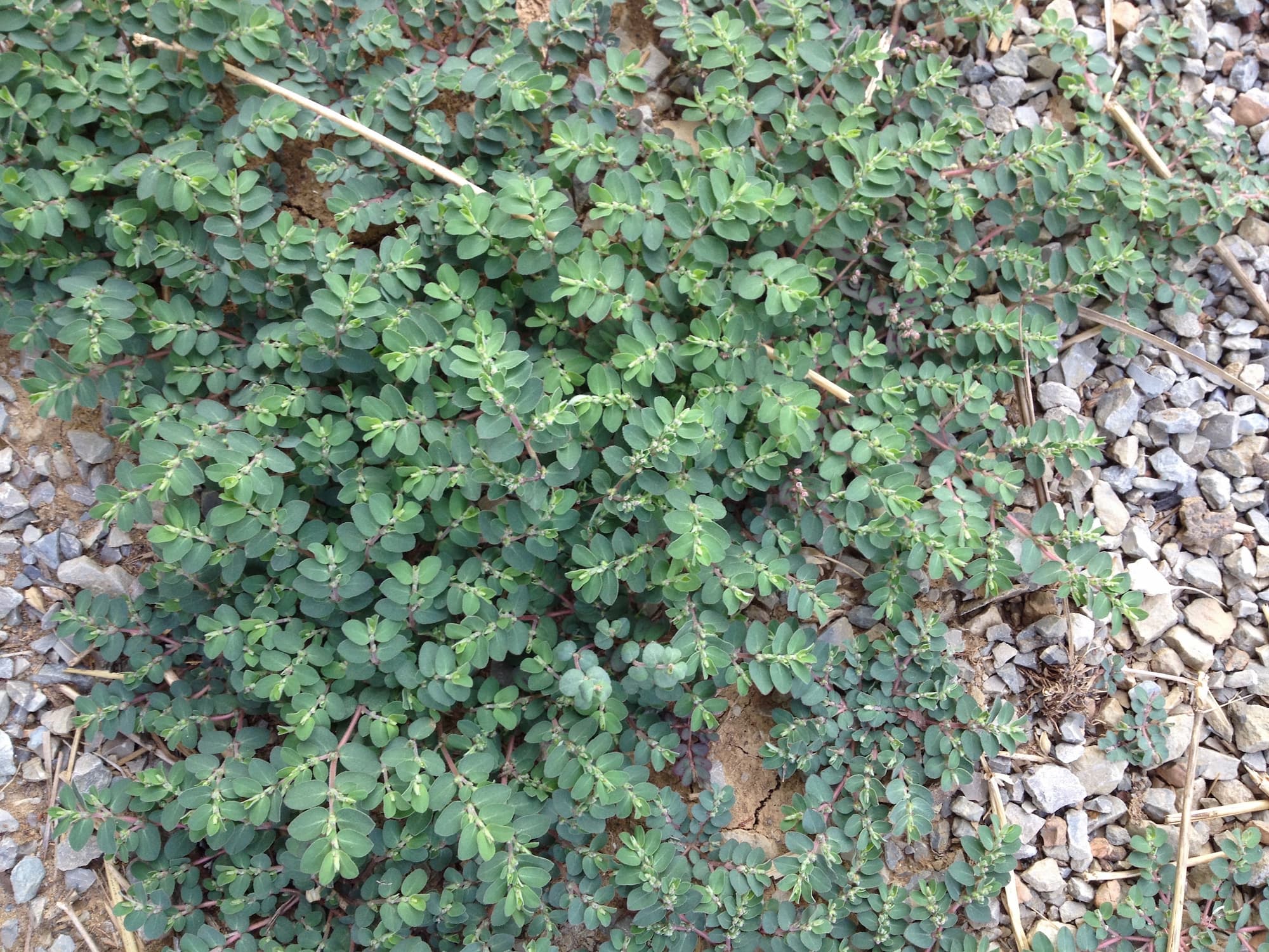 Spurge: similar features in the same season, but obviously not purslane upon inspection.