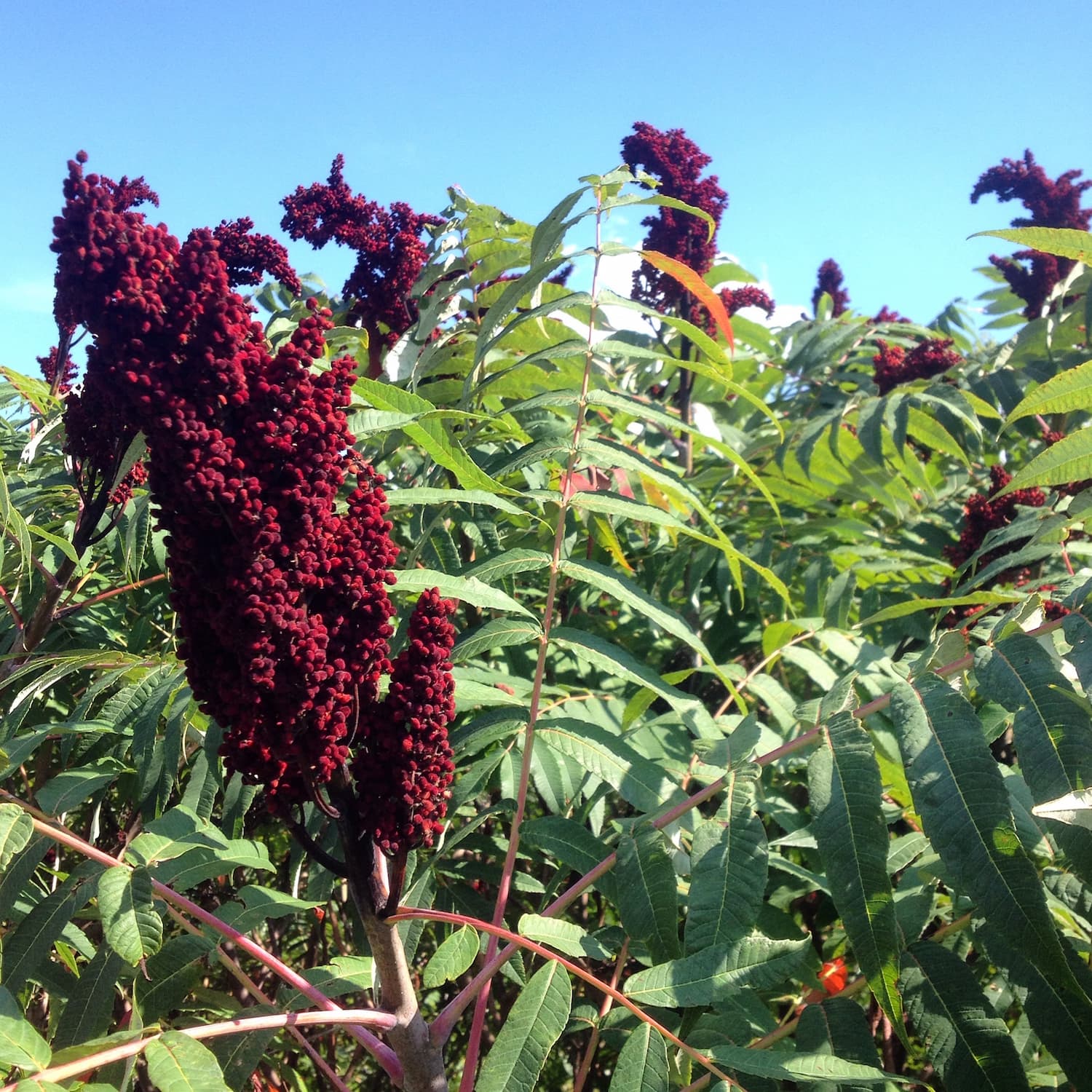 Sumac is a very common and beautiful sight along roadsides throughout the US.
