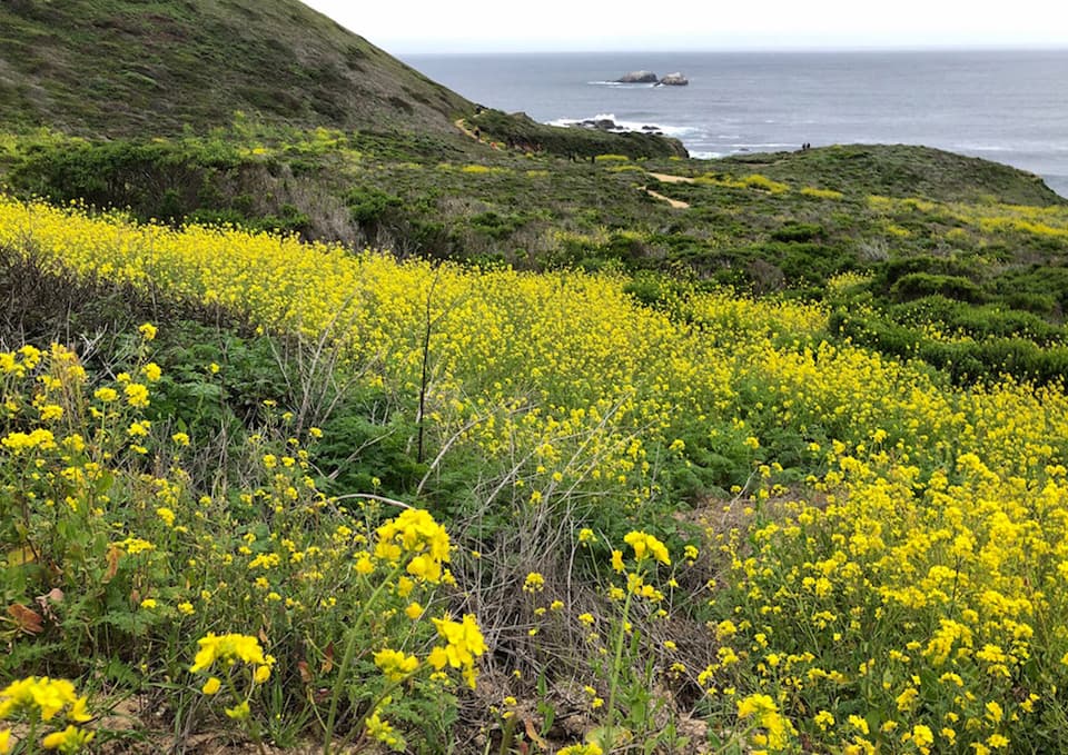 Wild mustard is highly invasive all along the California coastline, as seen here at Big Sur.