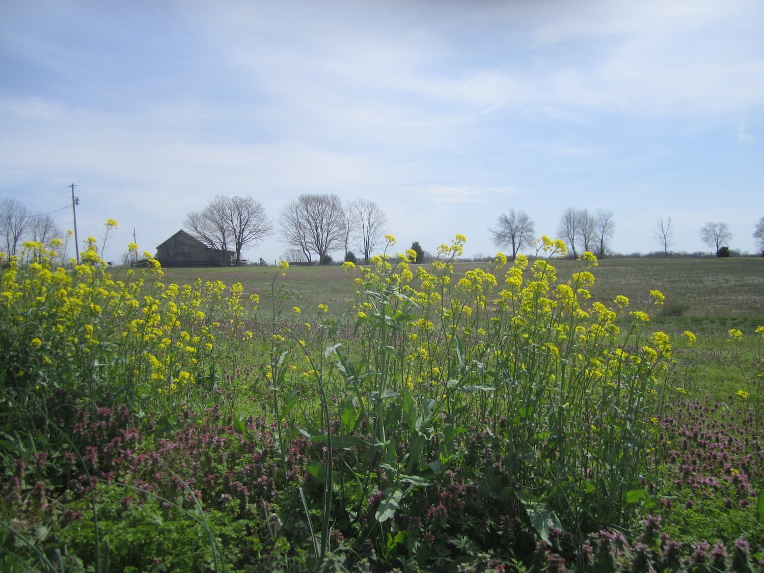 Wild mustard is a common sight along the edges of agricultural fields in the spring.