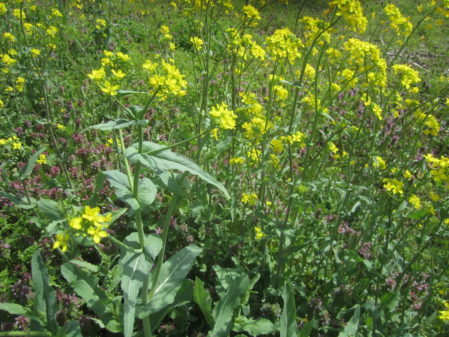 Wild mustard pictured among a patch of other herbaceous annual weeds.
