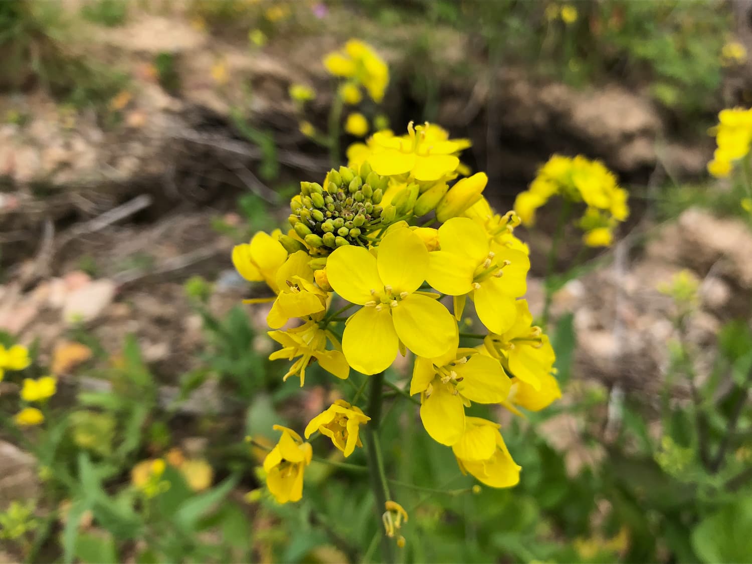 Characteristic four-petaled yellow flowers of wild mustard.