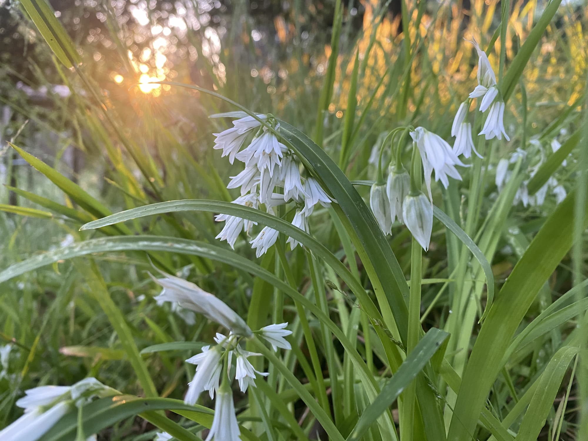 A wild patch of three-cornered leeks in bloom in the hills of Oakland, California.