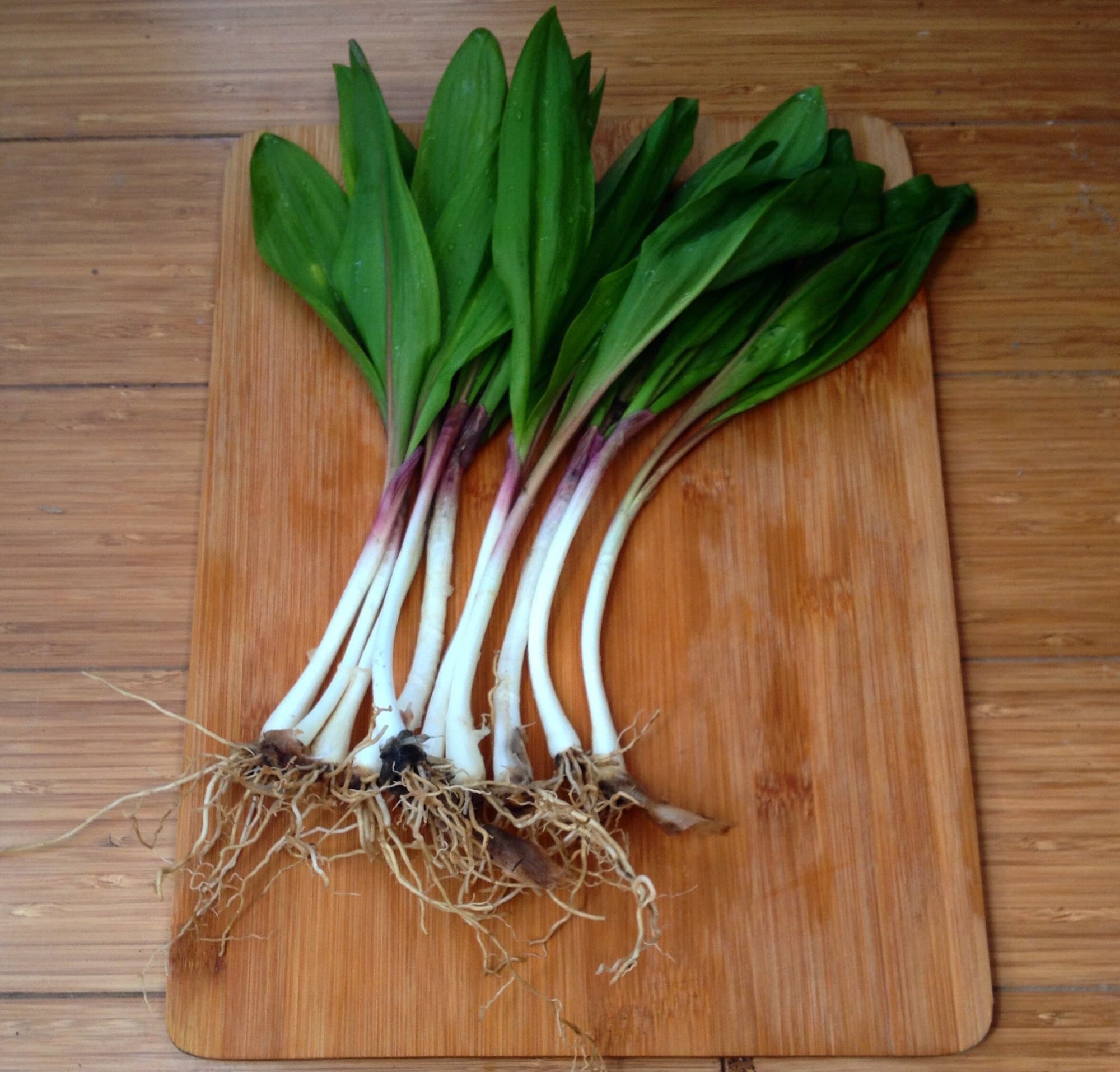These ramps were ethically and sustainably harvested from an abundant patch by knowledgeable foragers. Always gather conservatively.