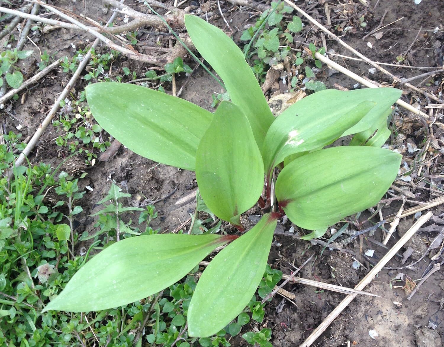 Wild ramps pop up in clusters like this all across the Eastern U.S. in late winter and early spring.