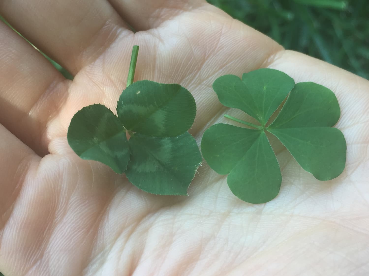 Clover left, wood sorrel right. If they're tough to tell apart, rest assured that they're both edible.