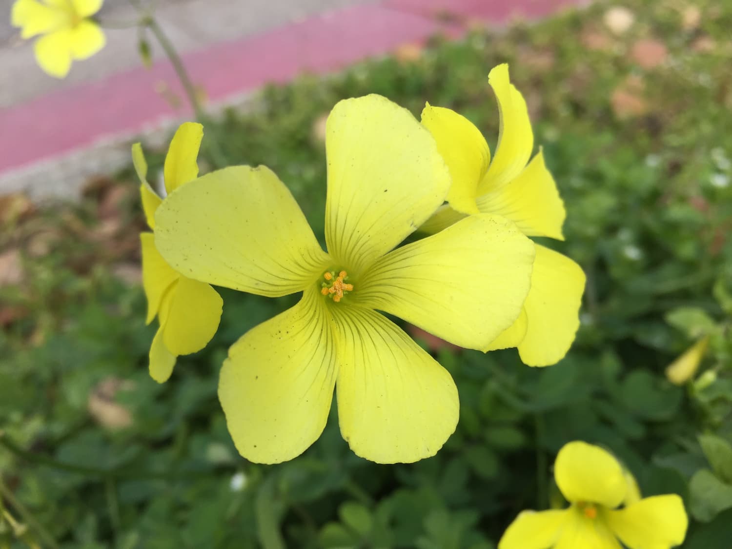 Wood sorrel flowers are typically yellow or white. These sour grass flowers are particular large and vivid.