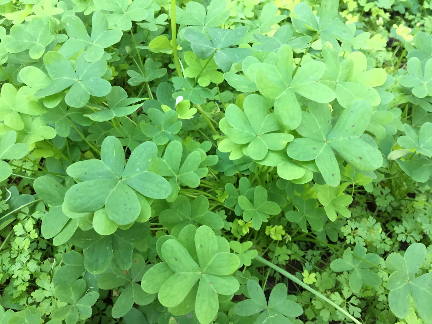 how to identify wood sorrel — foraging for edible wild garden weeds
